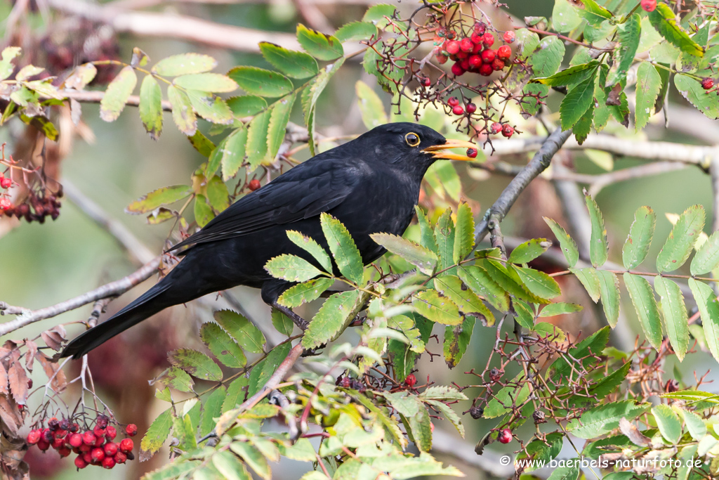 Amsel, Schwarzdrossel