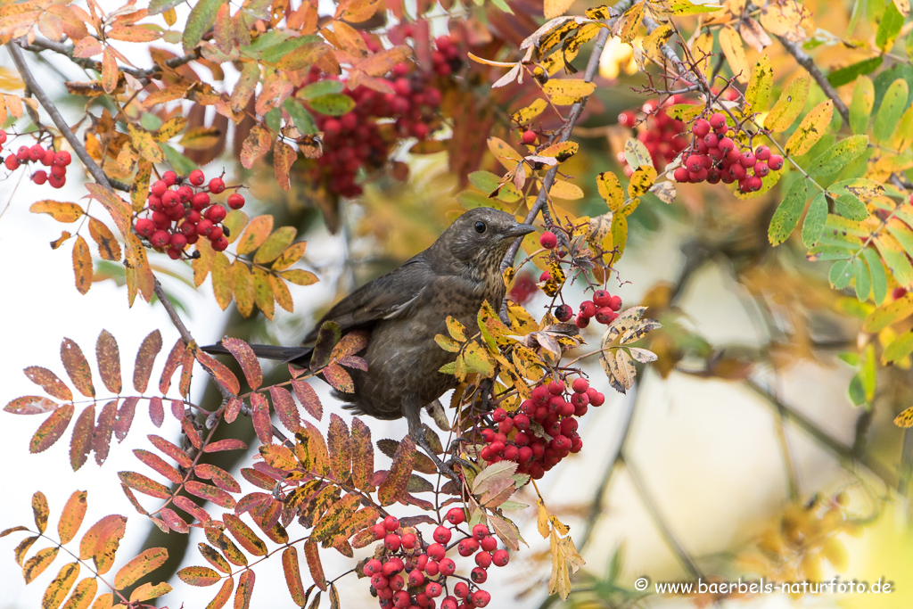 Amsel, Schwarzdrossel