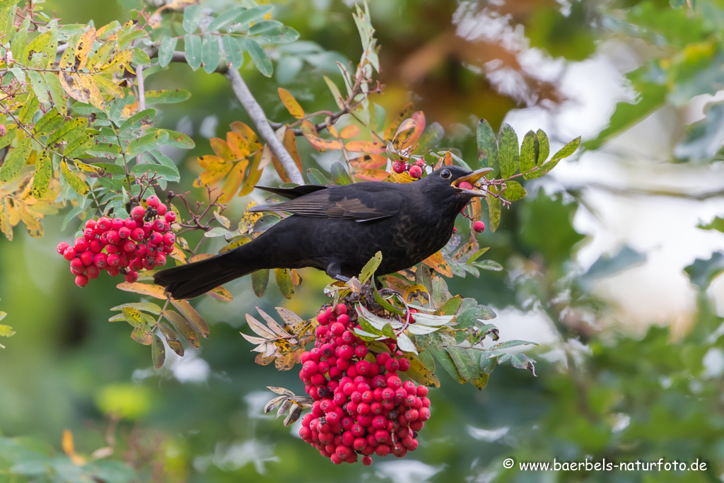 Amsel, Schwarzdrossel