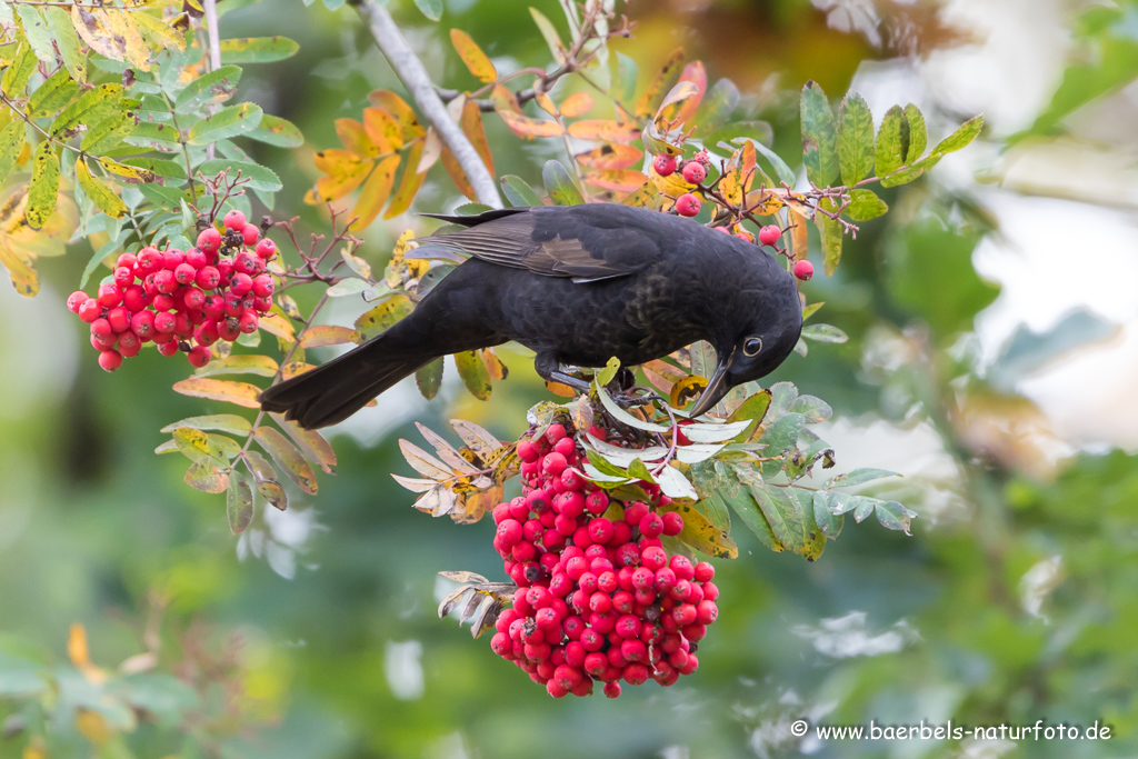 Amsel, Schwarzdrossel