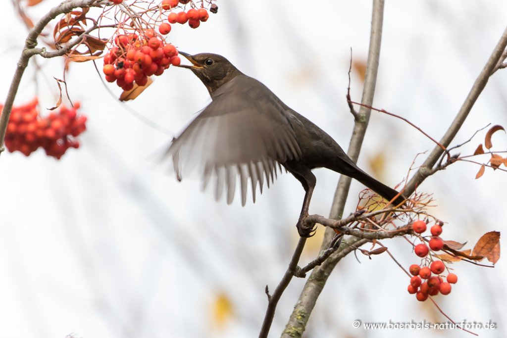 Amsel, Schwarzdrossel