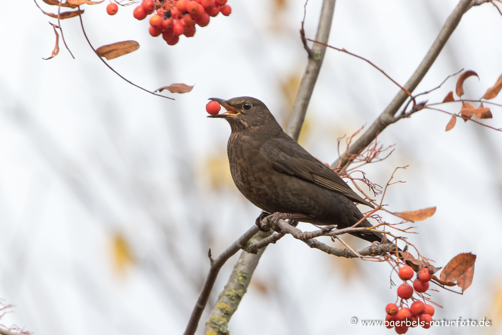 Amsel, Schwarzdrossel