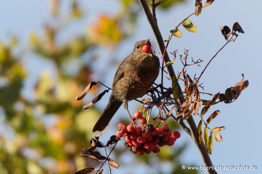 Amsel, Schwarzdrossel