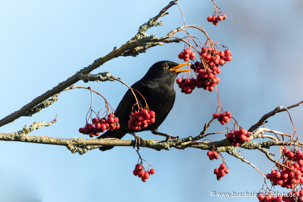 Amsel, Schwarzdrossel