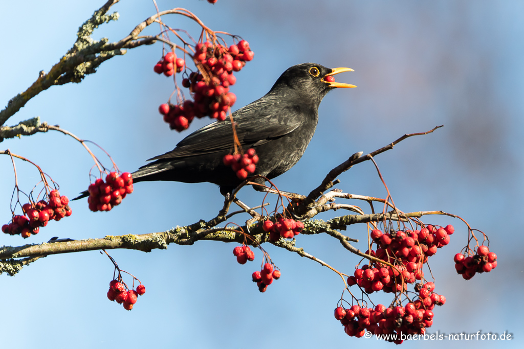 Amsel, Schwarzdrossel