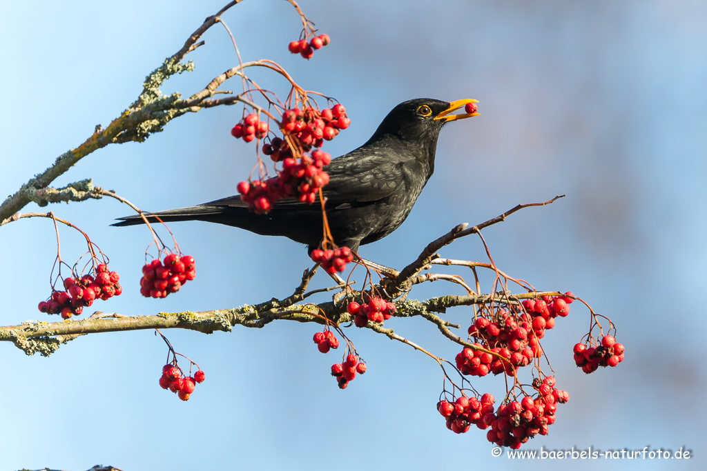 Amsel, Schwarzdrossel