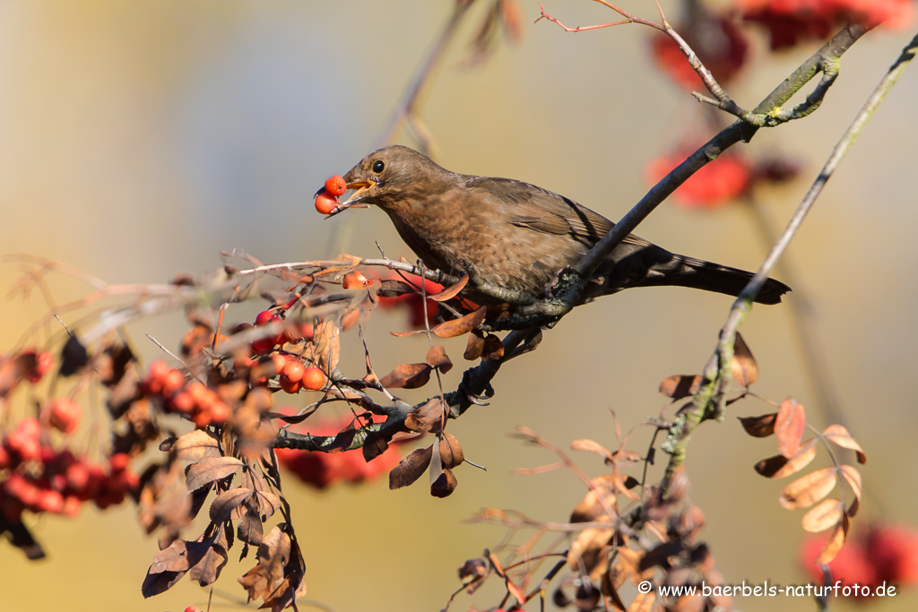 Amsel, Schwarzdrossel