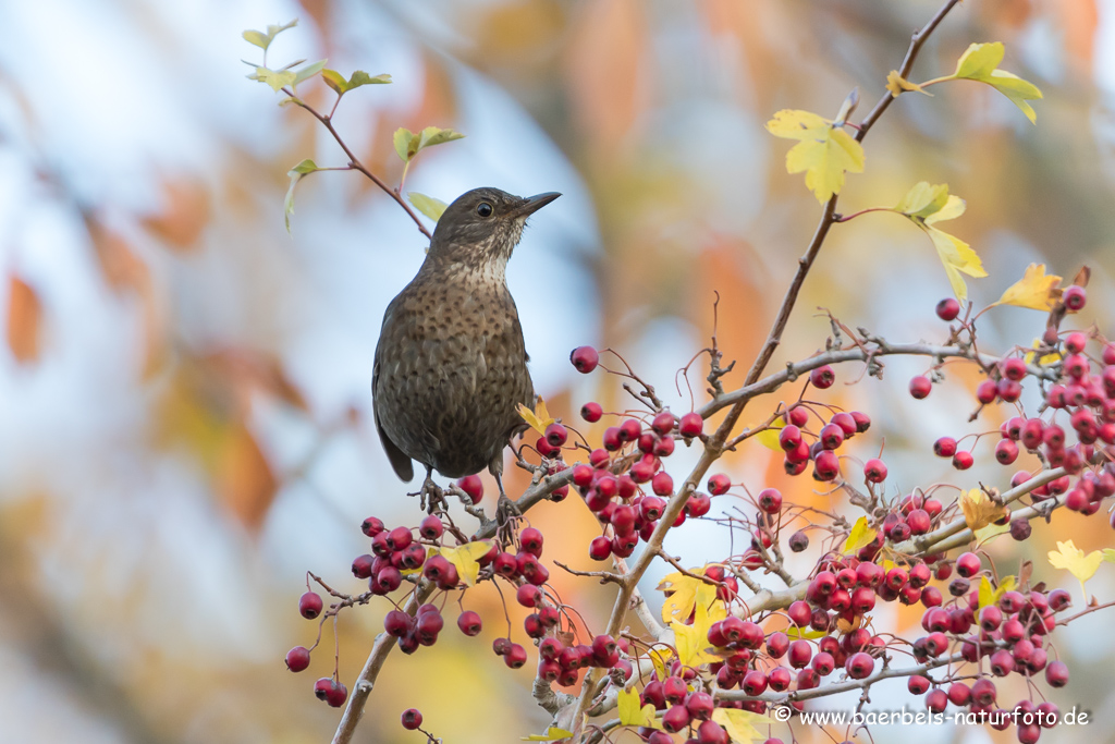 Amsel, Schwarzdrossel