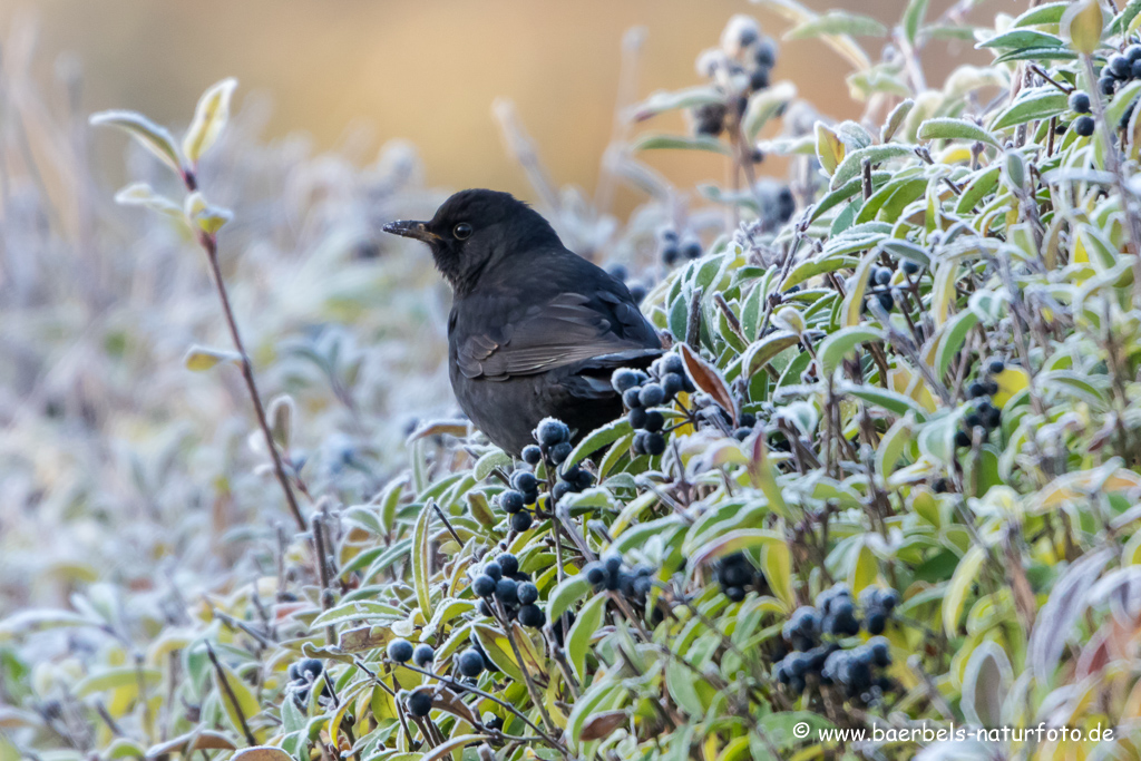 Amsel, Schwarzdrossel