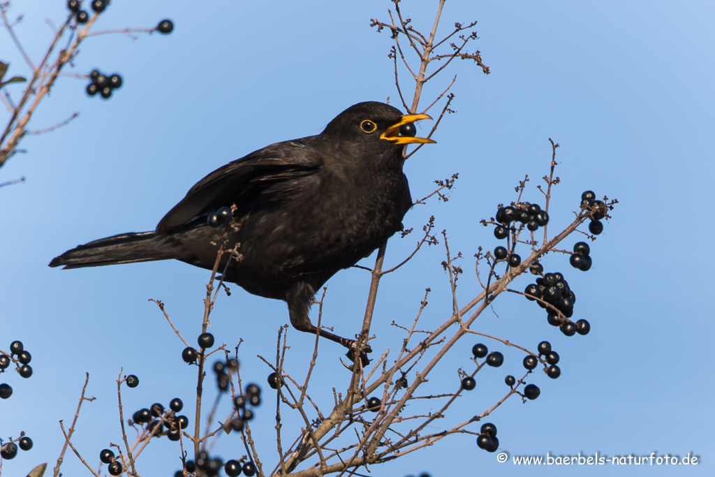 Amsel, Schwarzdrossel