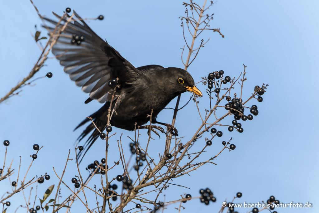 Amsel, Schwarzdrossel