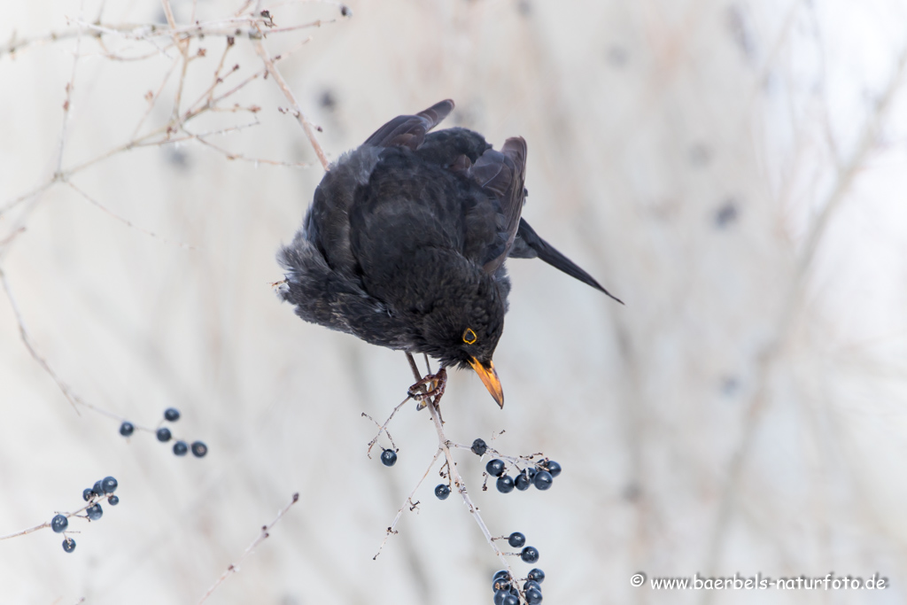 Amsel, Schwarzdrossel