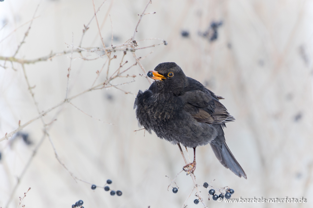 Amsel, Schwarzdrossel