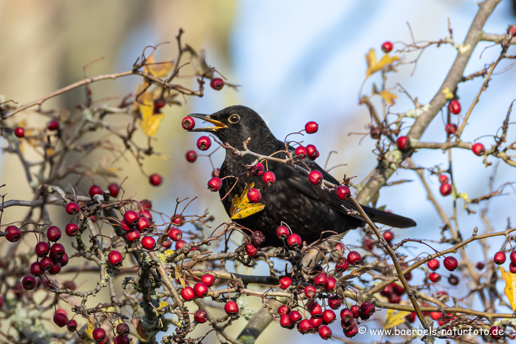 Amsel, Schwarzdrossel