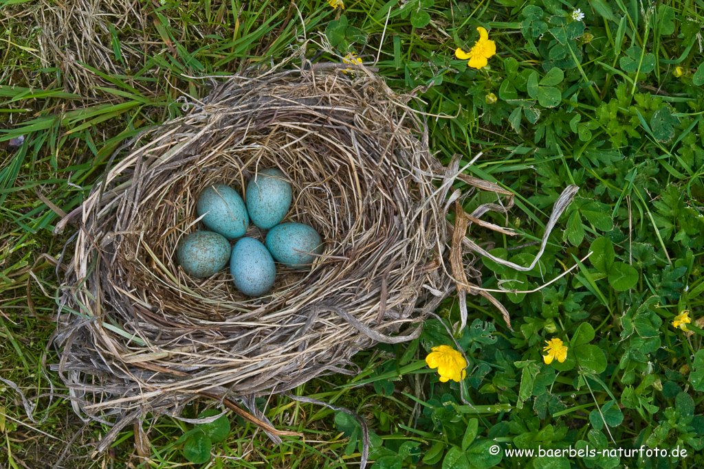 Amsel, Schwarzdrossel