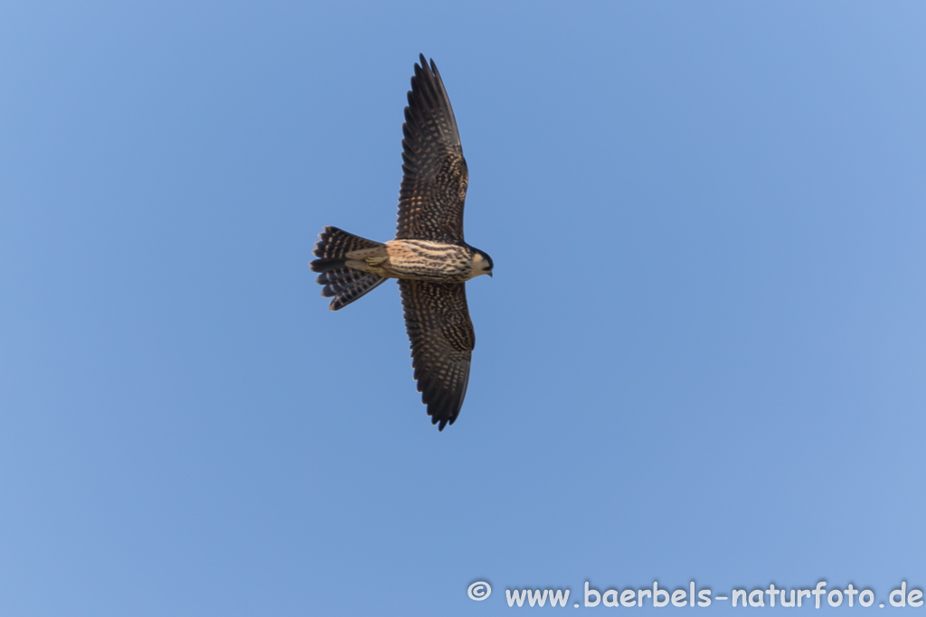 Baumfalke