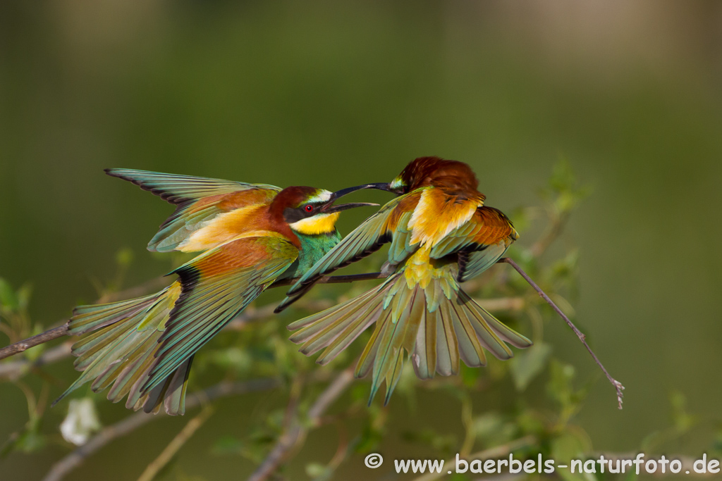 Bienenfresser