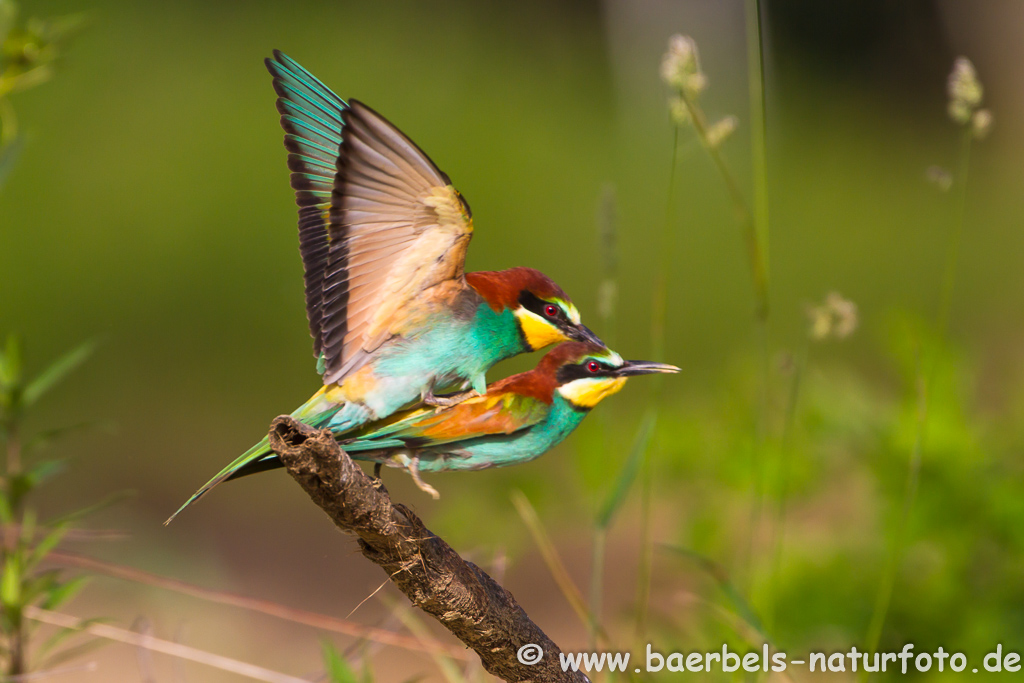 Bienenfresser