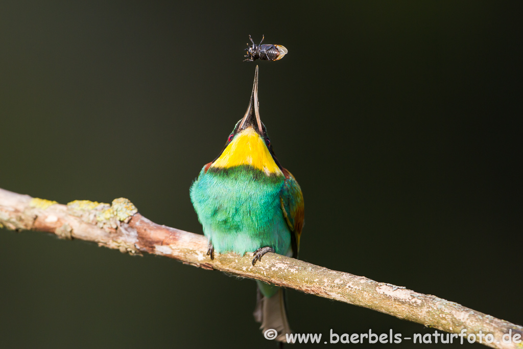 Bienenfresser