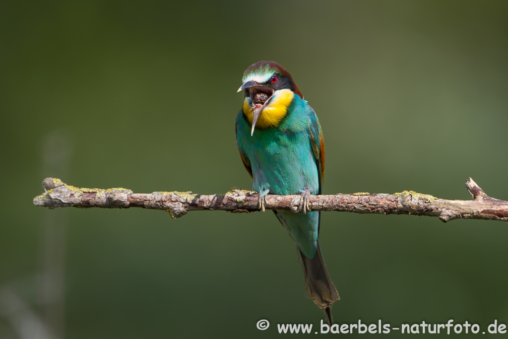 Bienenfresser