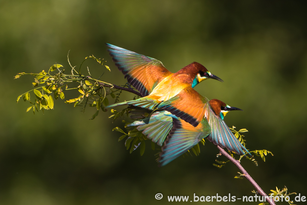 Bienenfresser