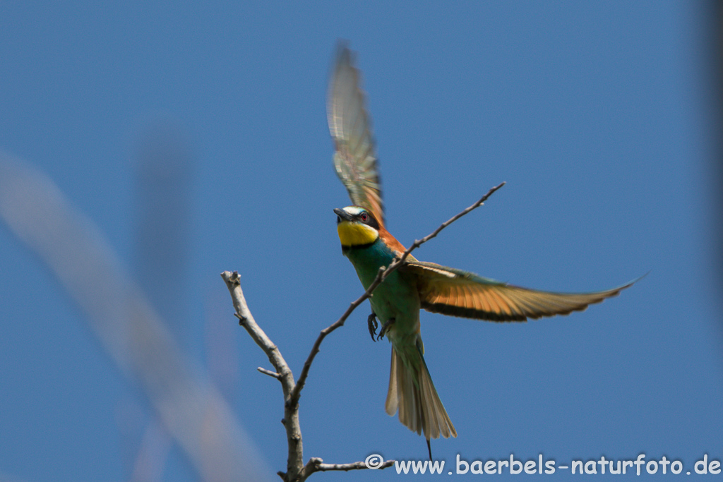 Bienenfresser