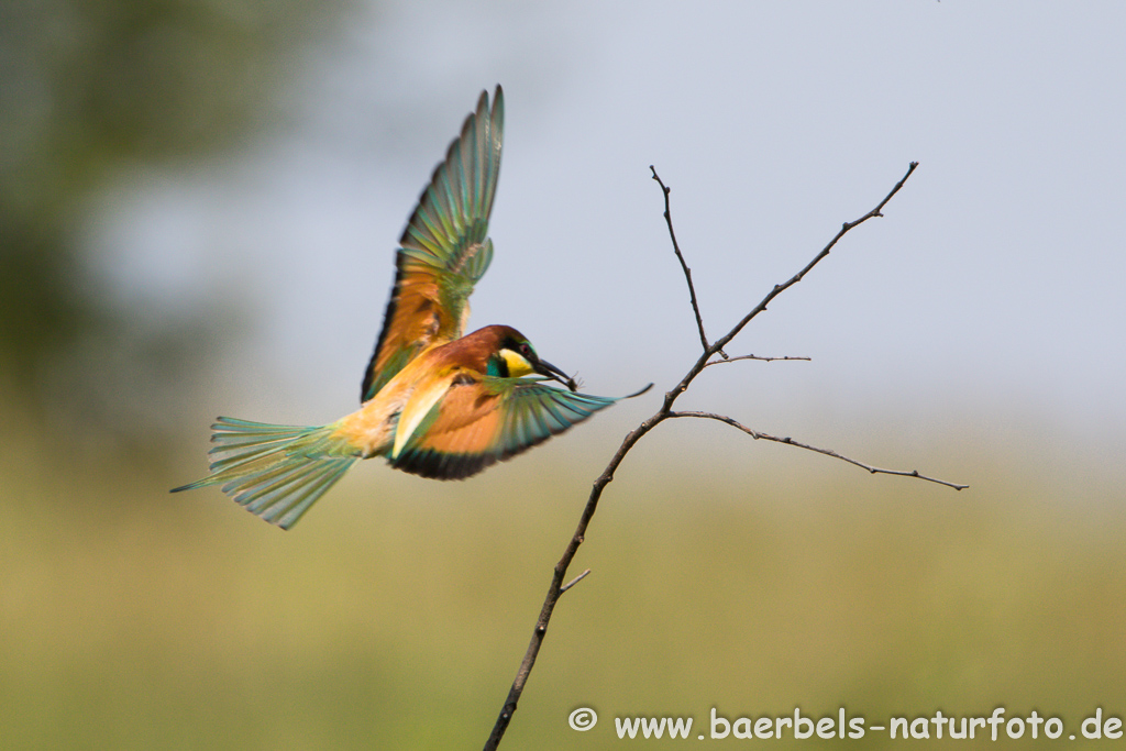 Bienenfresser