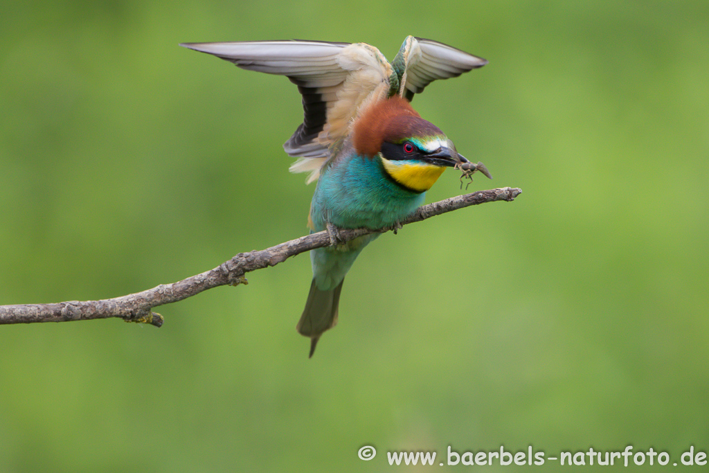 Bienenfresser