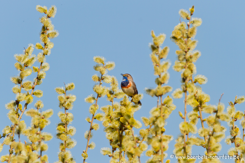 Blaukehlchen