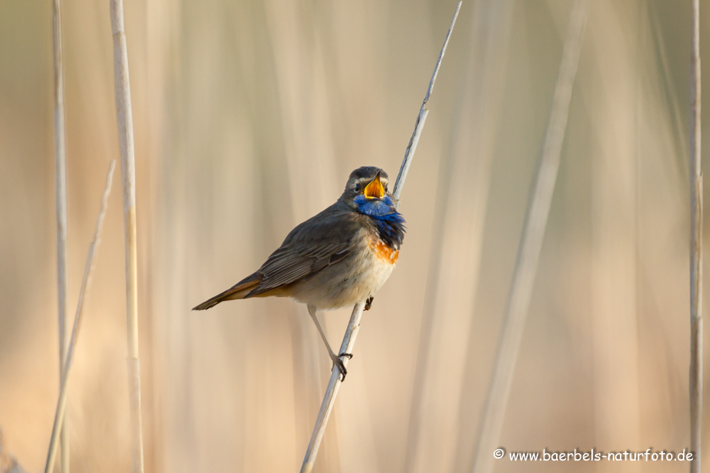 Blaukehlchen