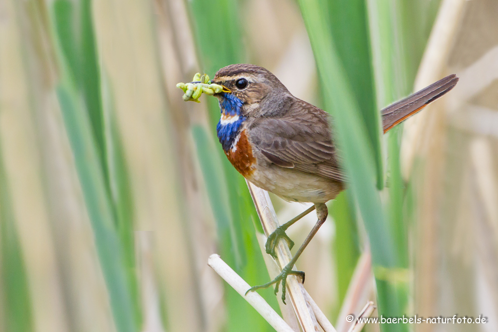 Blaukehlchen