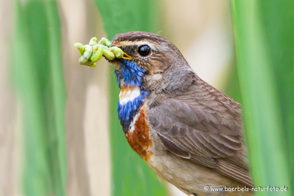 Blaukehlchen