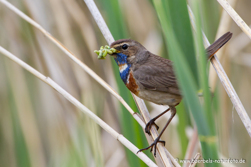 Blaukehlchen