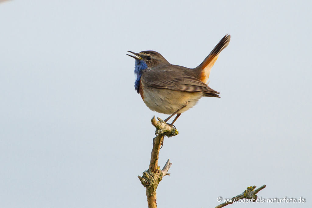 Blaukehlchen