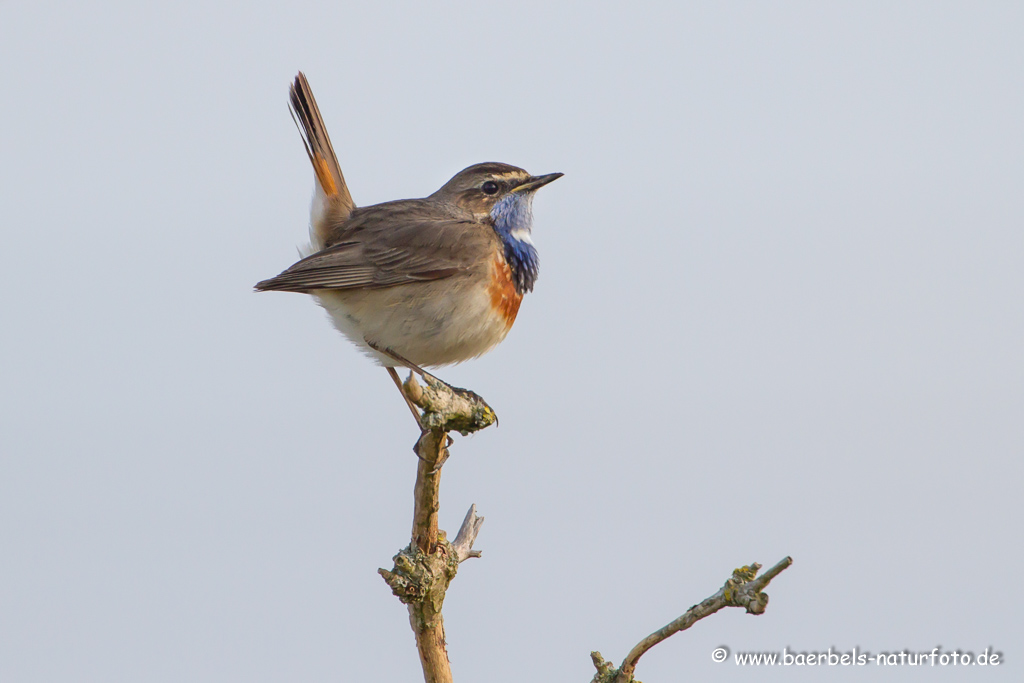 Blaukehlchen