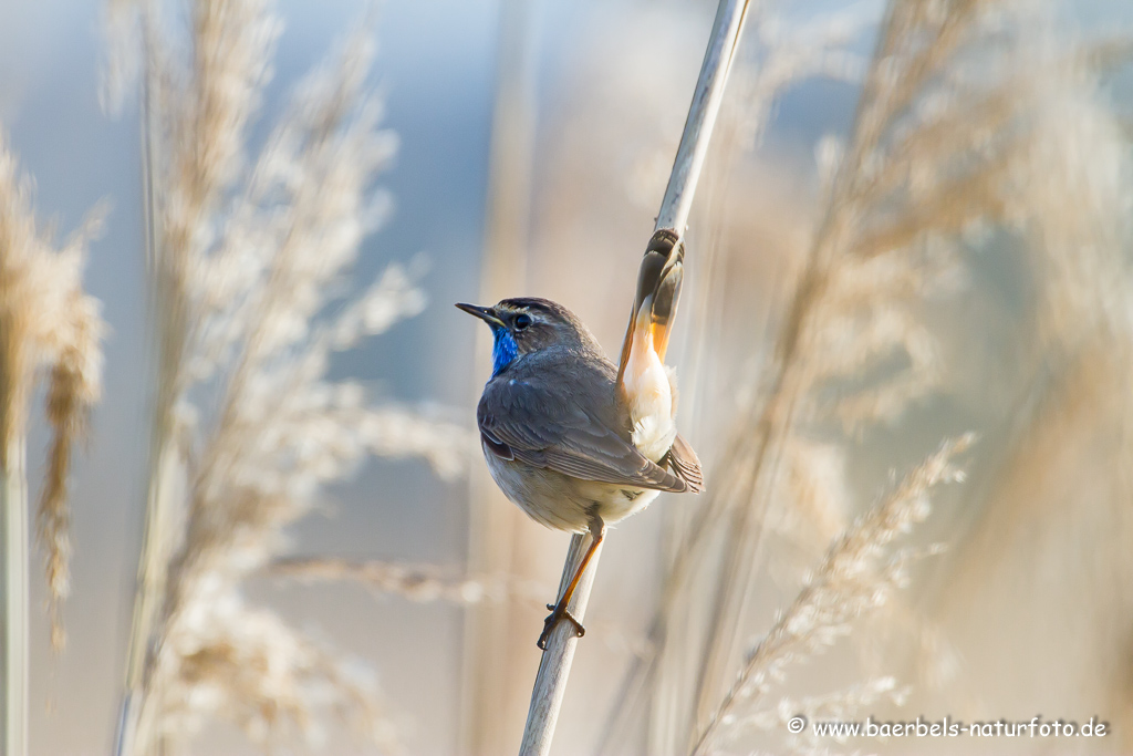 Blaukehlchen