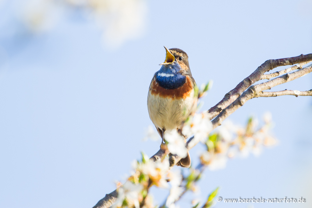 Blaukehlchen