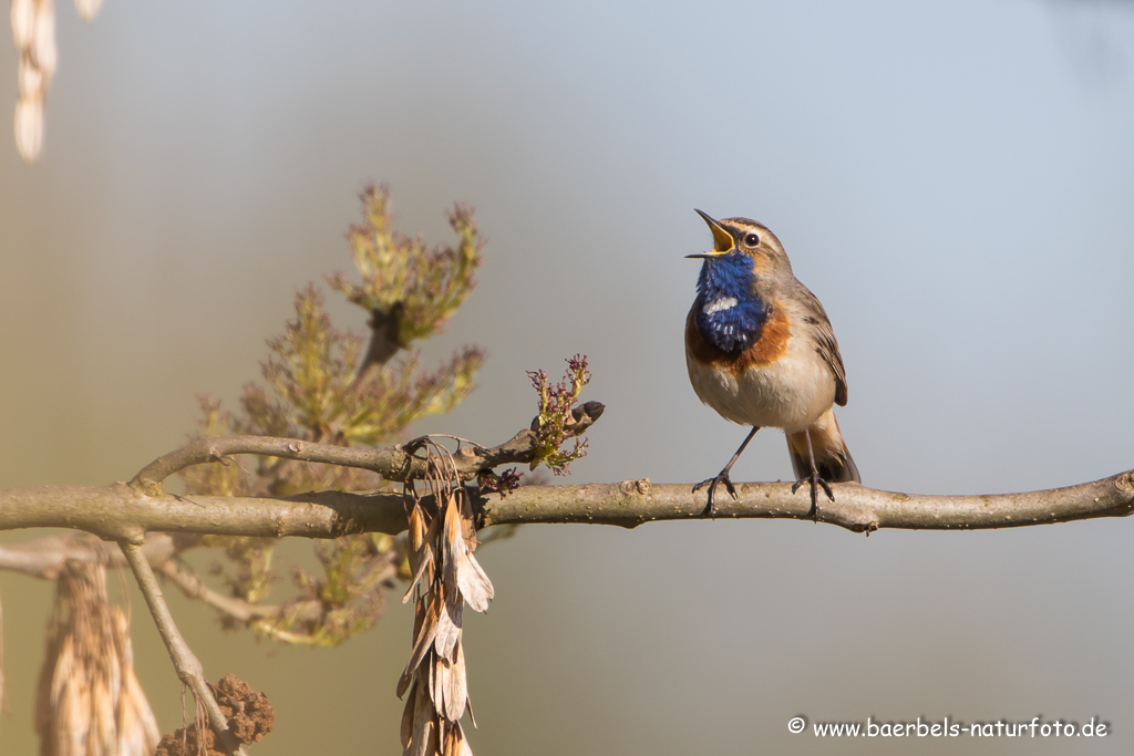 Blaukehlchen