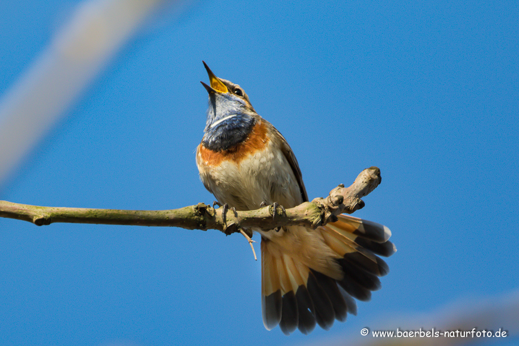 Blaukehlchen