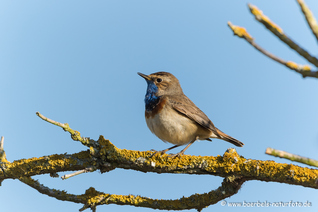 Blaukehlchen