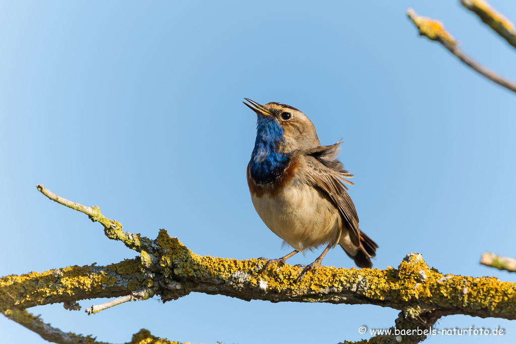 Blaukehlchen