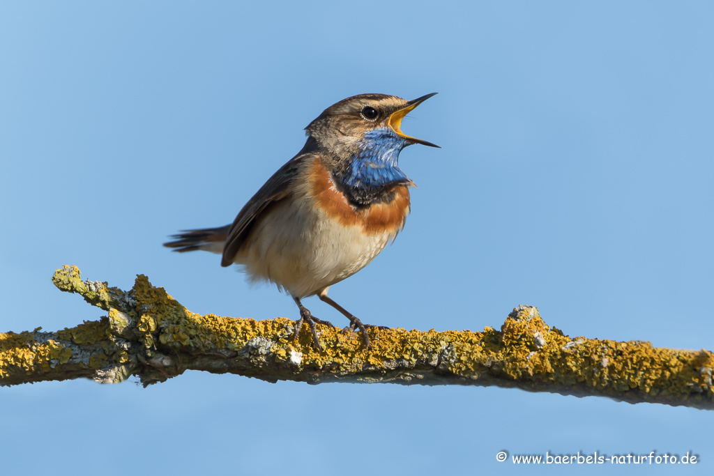 Blaukehlchen