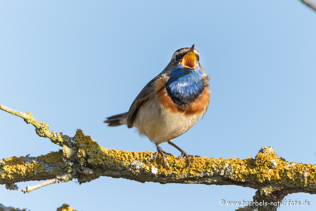 Blaukehlchen