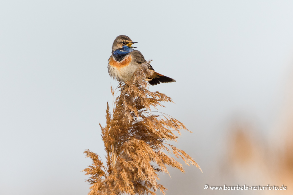 Blaukehlchen