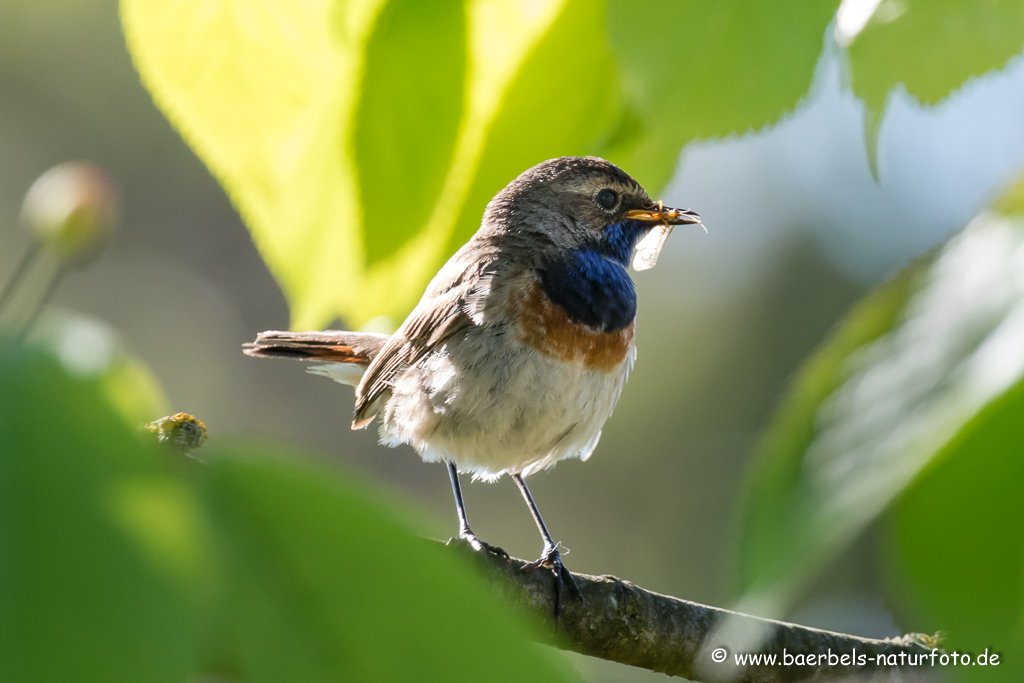 Blaukehlchen