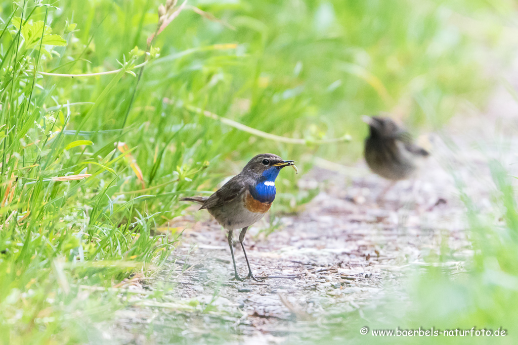 Blaukehlchen