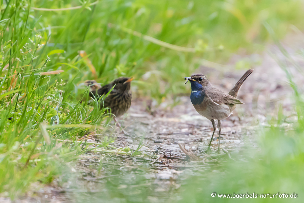 Blaukehlchen