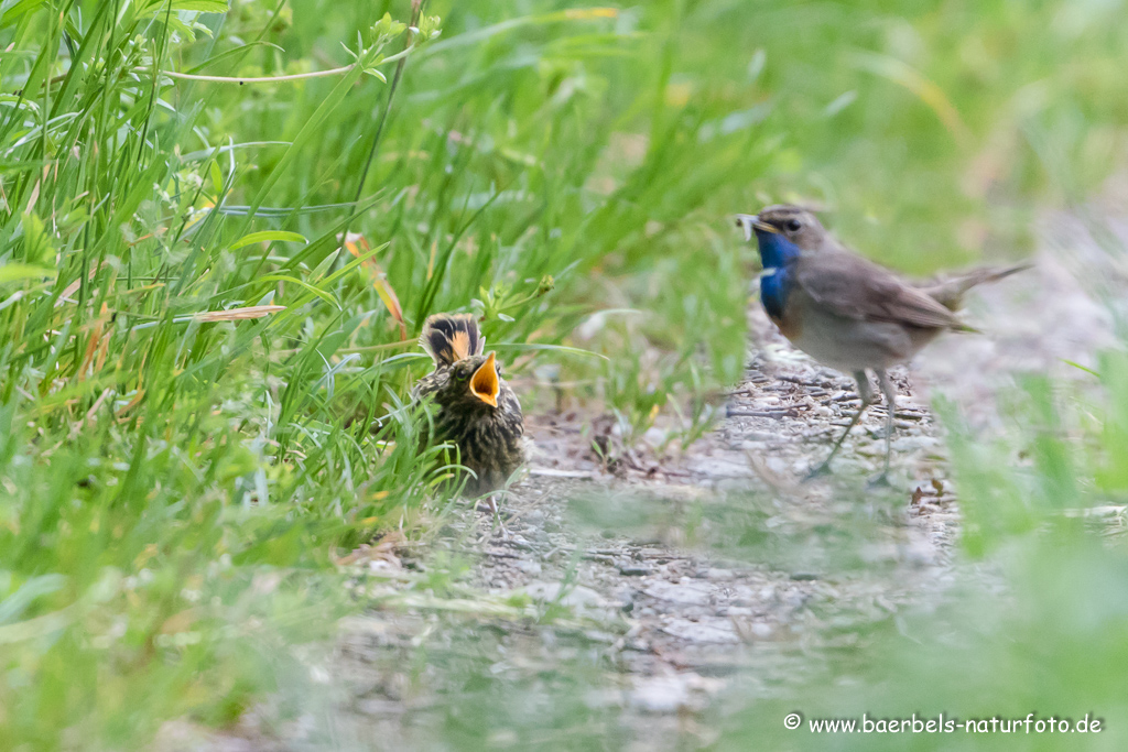 Blaukehlchen