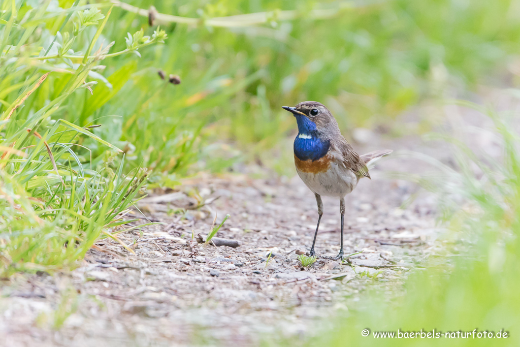 Blaukehlchen