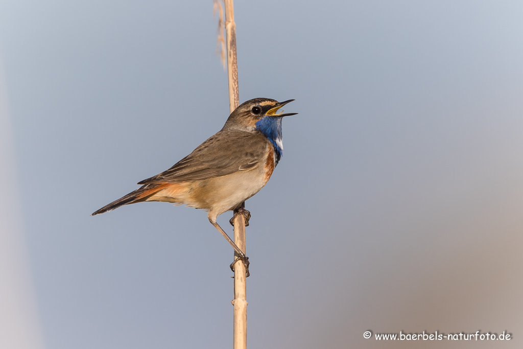 Blaukehlchen